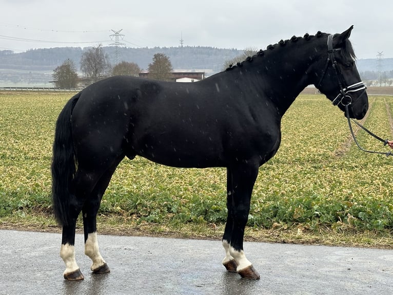 Warmblood pesado Caballo castrado 3 años 167 cm Negro in Riedlingen