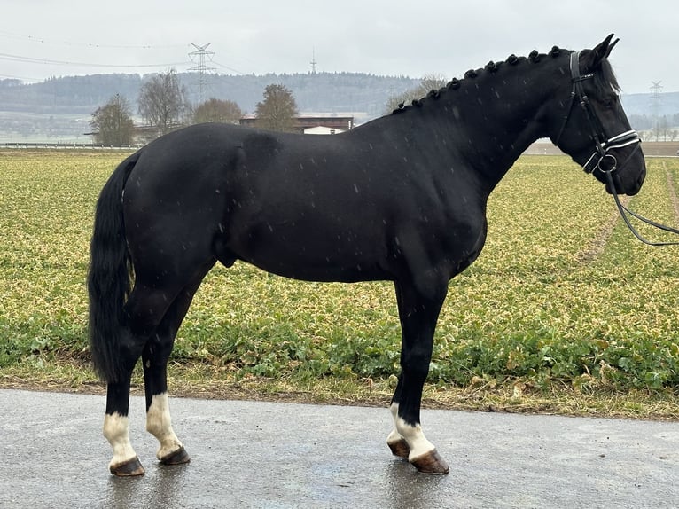 Warmblood pesado Caballo castrado 3 años 167 cm Negro in Riedlingen