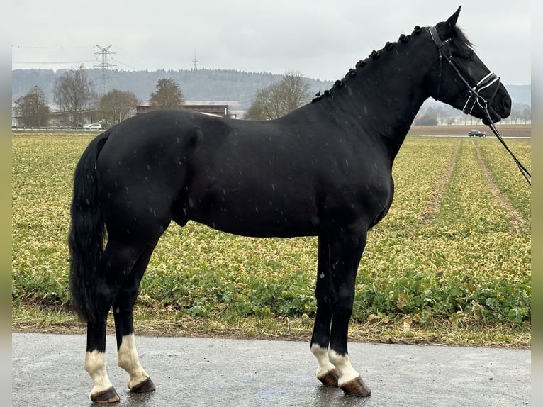 Warmblood pesado Caballo castrado 3 años 167 cm Negro in Riedlingen