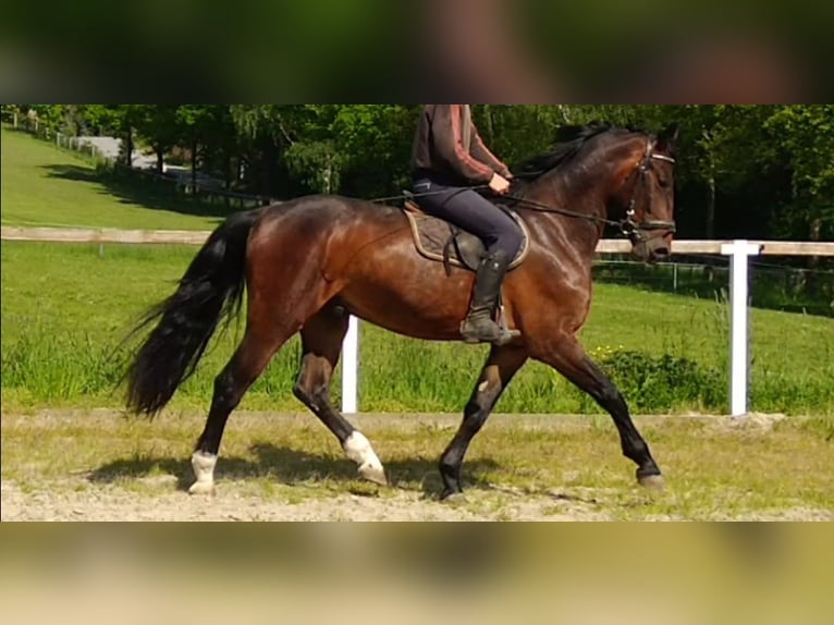 Warmblood pesado Caballo castrado 3 años 168 cm Castaño in Kamenz