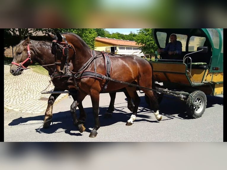 Warmblood pesado Caballo castrado 3 años 168 cm Castaño in Kamenz