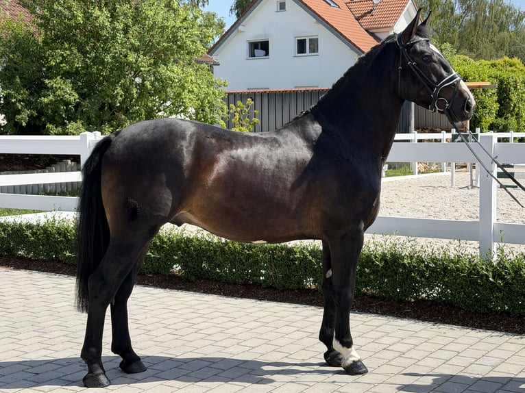 Warmblood pesado Caballo castrado 3 años 168 cm Castaño oscuro in Riedlingen