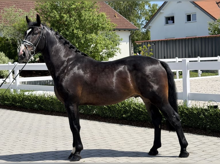 Warmblood pesado Caballo castrado 3 años 168 cm Castaño oscuro in Riedlingen