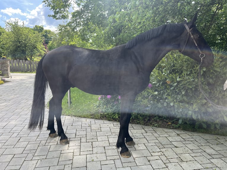 Warmblood pesado Caballo castrado 3 años 168 cm Negro in Sch&#xF6;neck/Vogtland