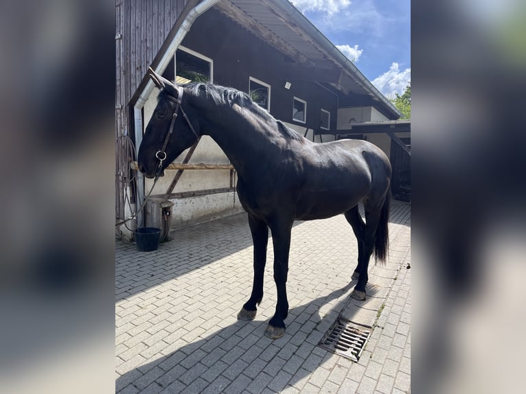 Warmblood pesado Caballo castrado 3 años 168 cm Negro in Sch&#xF6;neck/Vogtland