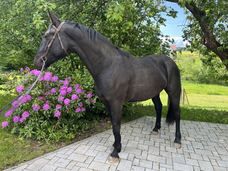 Warmblood pesado Caballo castrado 3 años 168 cm Negro in Sch&#xF6;neck/Vogtland