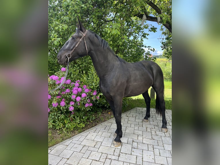 Warmblood pesado Caballo castrado 3 años 168 cm Negro in Sch&#xF6;neck/Vogtland