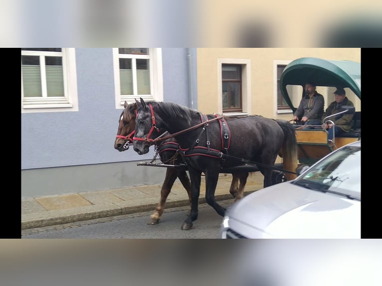 Warmblood pesado Caballo castrado 3 años 168 cm Tordo in Kamenz