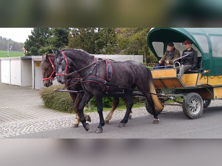 Warmblood pesado Caballo castrado 3 años 168 cm Tordo in Kamenz