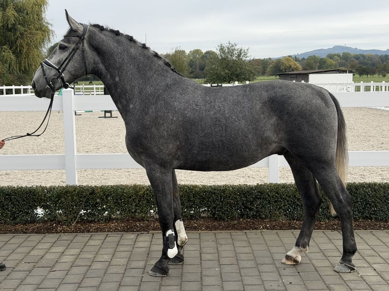 Warmblood pesado Caballo castrado 3 años 168 cm Tordo in Riedlingen