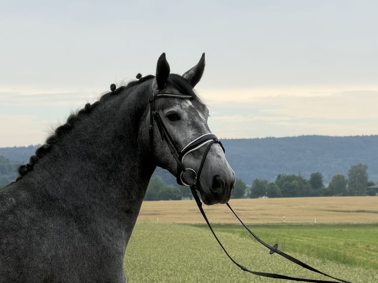Warmblood pesado Caballo castrado 3 años 168 cm Tordo rodado in Riedlingen