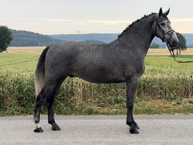 Warmblood pesado Caballo castrado 3 años 168 cm Tordo rodado in Riedlingen