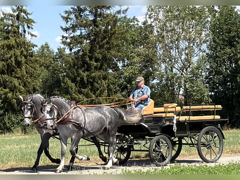 Warmblood pesado Caballo castrado 3 años 168 cm Tordo rodado in Riedlingen