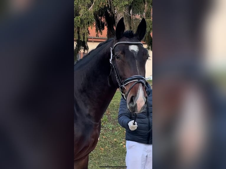 Warmblood pesado Caballo castrado 3 años 169 cm Castaño in Erfurt