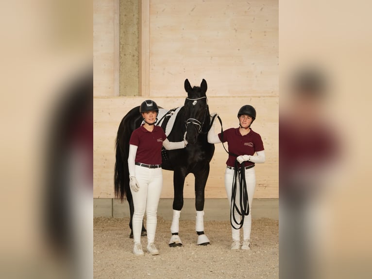 Warmblood pesado Caballo castrado 3 años 170 cm Negro in Hermsdorf