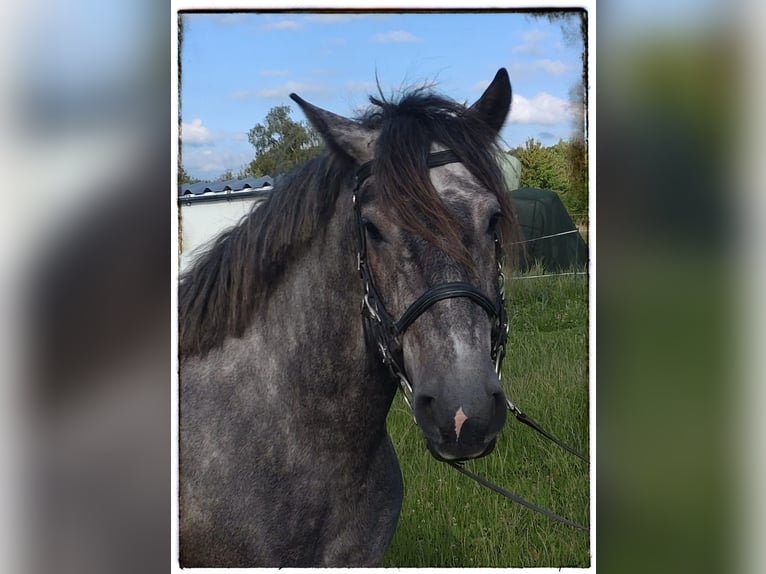 Warmblood pesado Mestizo Caballo castrado 4 años 155 cm Porcelana in Fernwald
