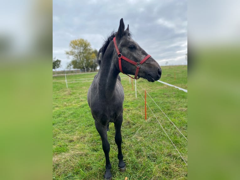 Warmblood pesado Caballo castrado 4 años 155 cm Tordo rodado in Neuenmörbitz