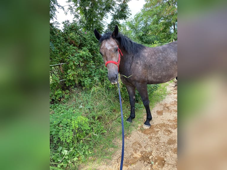 Warmblood pesado Caballo castrado 4 años 155 cm Tordo rodado in Neuenmörbitz