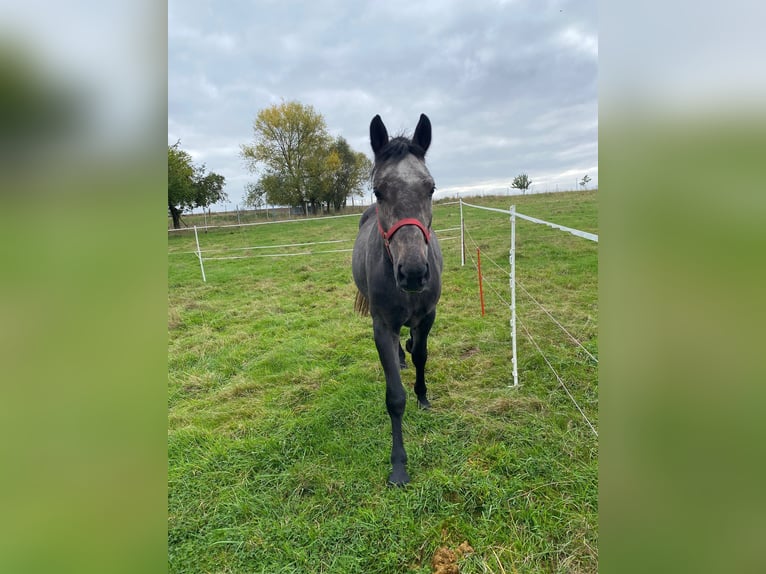 Warmblood pesado Caballo castrado 4 años 155 cm Tordo rodado in Neuenmörbitz