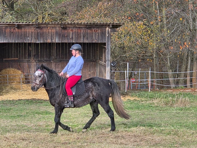 Warmblood pesado Caballo castrado 4 años 155 cm Tordo rodado in Neuenmörbitz