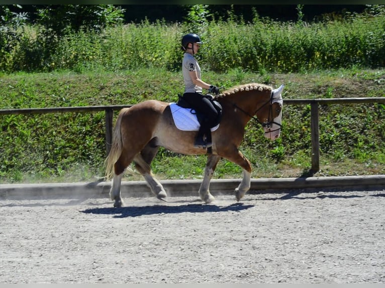 Warmblood pesado Caballo castrado 4 años 157 cm Alazán in Wellheim