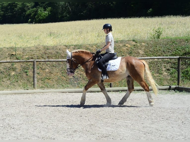 Warmblood pesado Caballo castrado 4 años 157 cm Alazán in Wellheim
