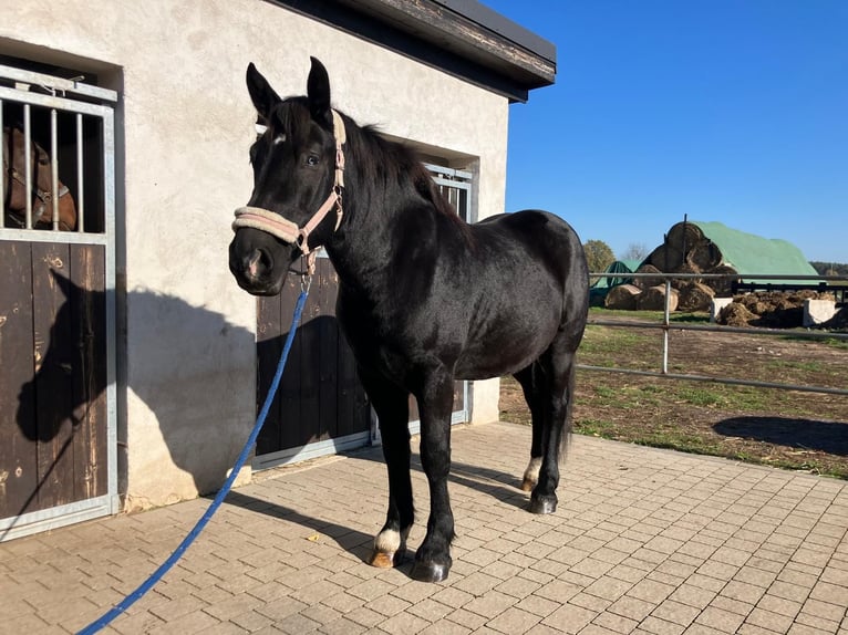 Warmblood pesado Caballo castrado 4 años 157 cm Negro in Bad Camberg