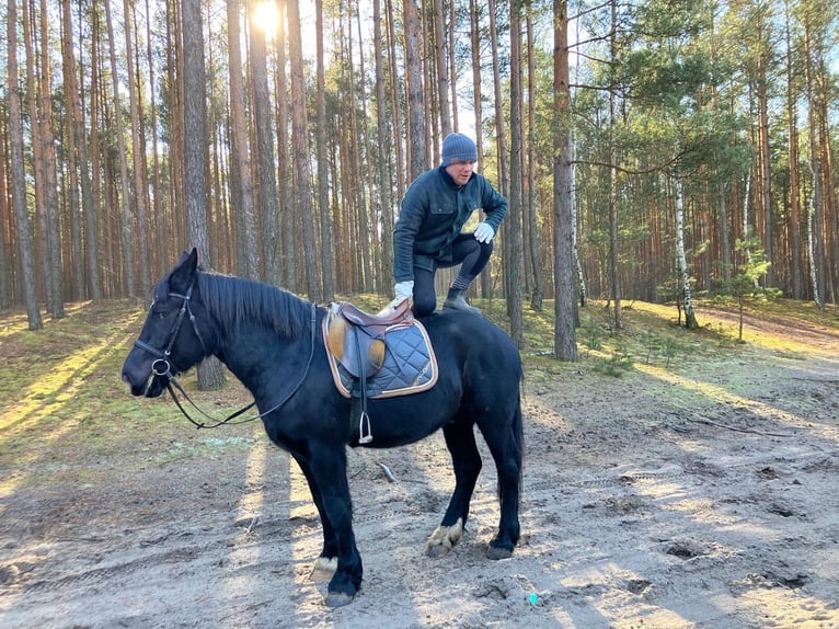 Warmblood pesado Caballo castrado 4 años 157 cm Negro in Bad Camberg