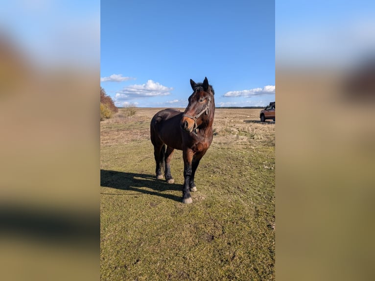 Warmblood pesado Caballo castrado 4 años 158 cm Castaño oscuro in Glindenberg