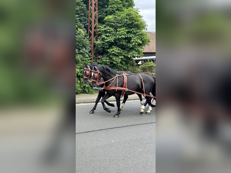 Warmblood pesado Caballo castrado 4 años 158 cm Negro in Thießen