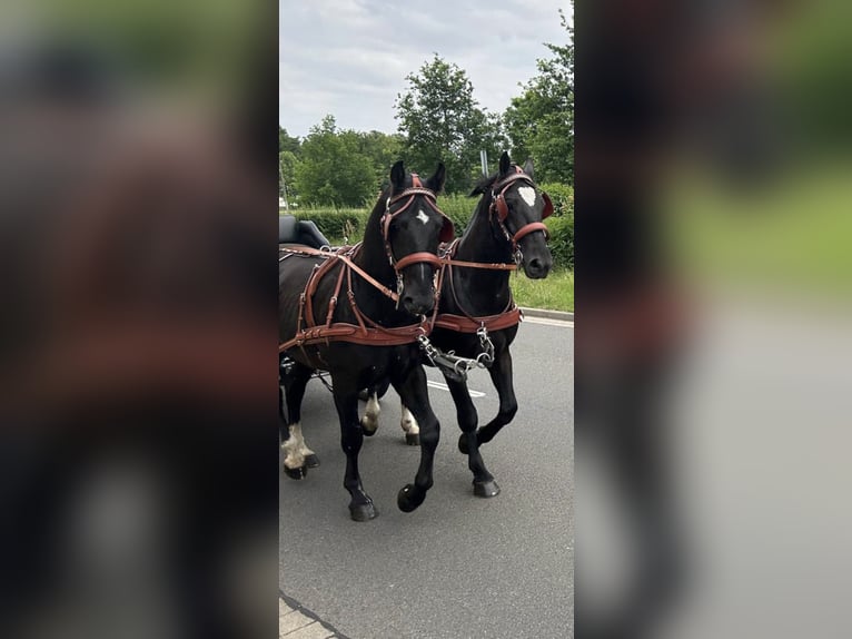 Warmblood pesado Caballo castrado 4 años 158 cm Negro in Thießen