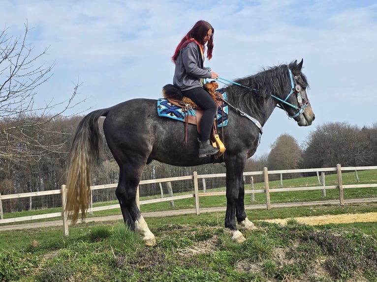 Warmblood pesado Caballo castrado 4 años 160 cm Tordillo negro in Linkenbach