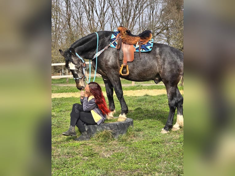 Warmblood pesado Caballo castrado 4 años 160 cm Tordillo negro in Linkenbach