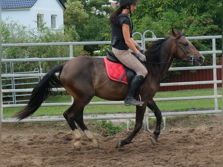 Warmblood pesado Mestizo Caballo castrado 4 años 162 cm Alazán-tostado in Buttstädt