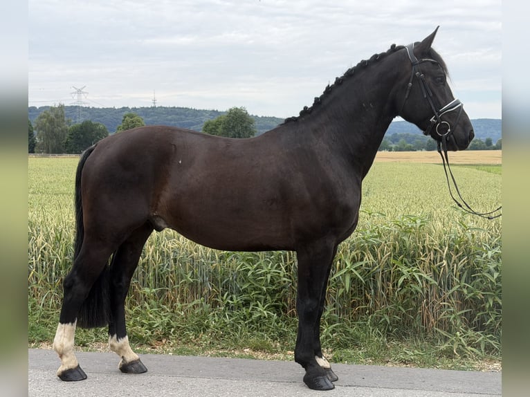 Warmblood pesado Caballo castrado 4 años 162 cm Negro in Riedlingen