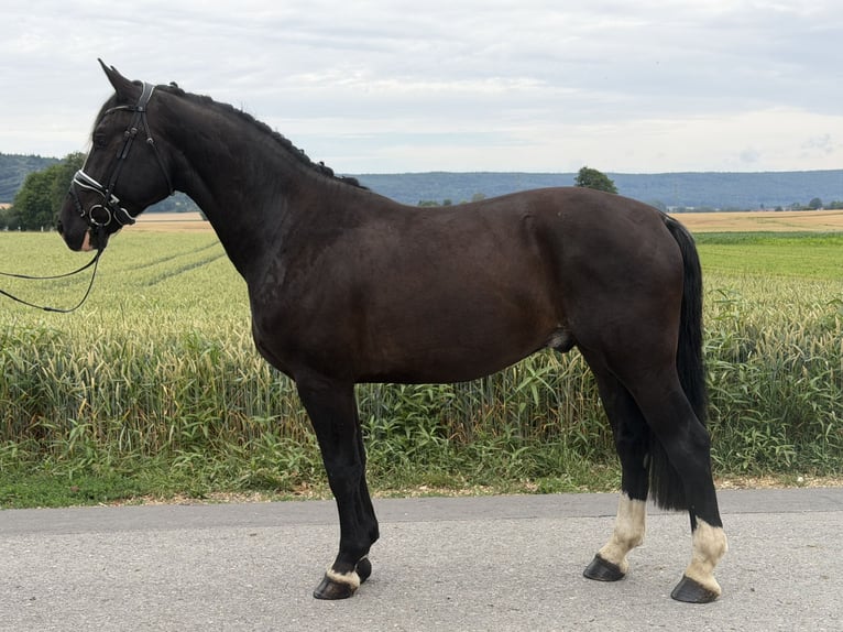Warmblood pesado Caballo castrado 4 años 162 cm Negro in Riedlingen
