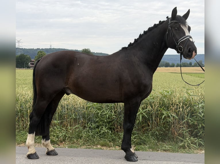 Warmblood pesado Caballo castrado 4 años 162 cm Negro in Riedlingen