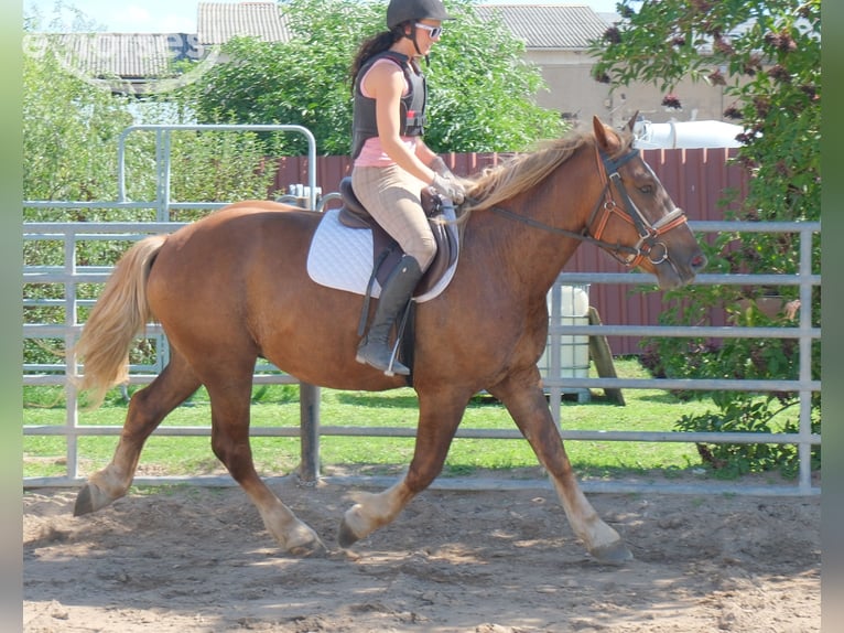 Warmblood pesado Mestizo Caballo castrado 4 años 163 cm Alazán-tostado in Buttstädt