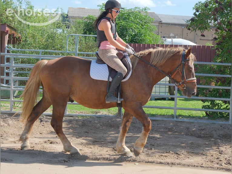 Warmblood pesado Mestizo Caballo castrado 4 años 163 cm Alazán-tostado in Buttstädt