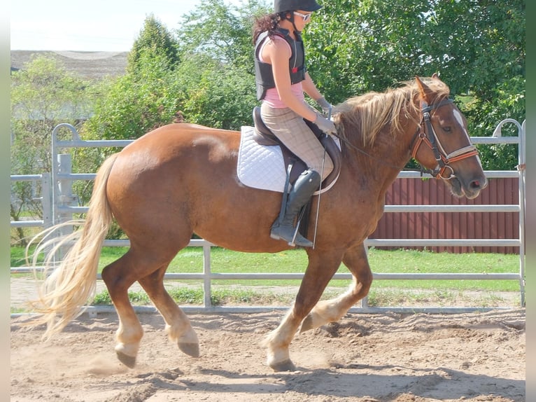 Warmblood pesado Mestizo Caballo castrado 4 años 163 cm Alazán-tostado in Buttstädt
