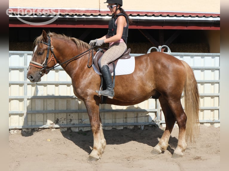 Warmblood pesado Mestizo Caballo castrado 4 años 163 cm Alazán-tostado in Buttstädt