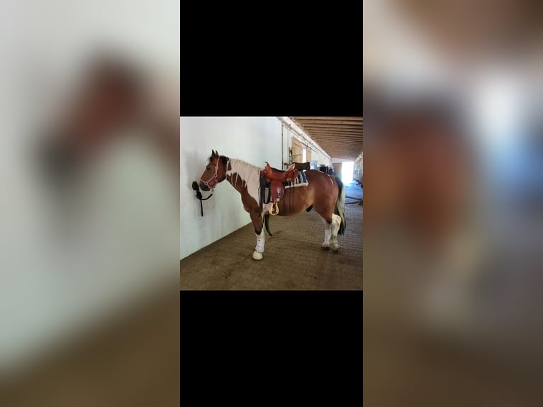 Warmblood pesado Caballo castrado 4 años 163 cm Pío in Limburg an der Lahn