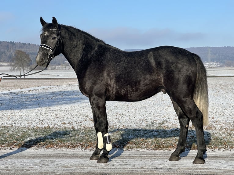 Warmblood pesado Caballo castrado 4 años 163 cm Tordillo negro in Riedlingen