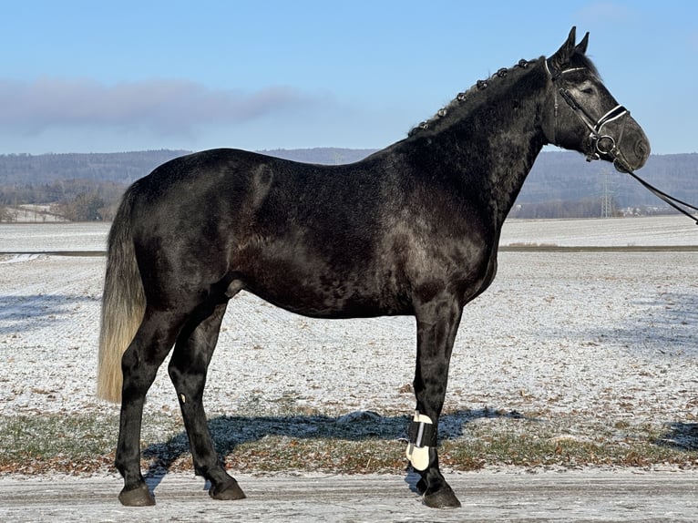 Warmblood pesado Caballo castrado 4 años 163 cm Tordillo negro in Riedlingen