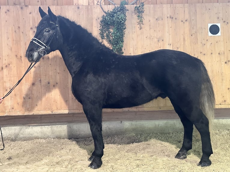 Warmblood pesado Caballo castrado 4 años 164 cm Tordillo negro in Riedlingen