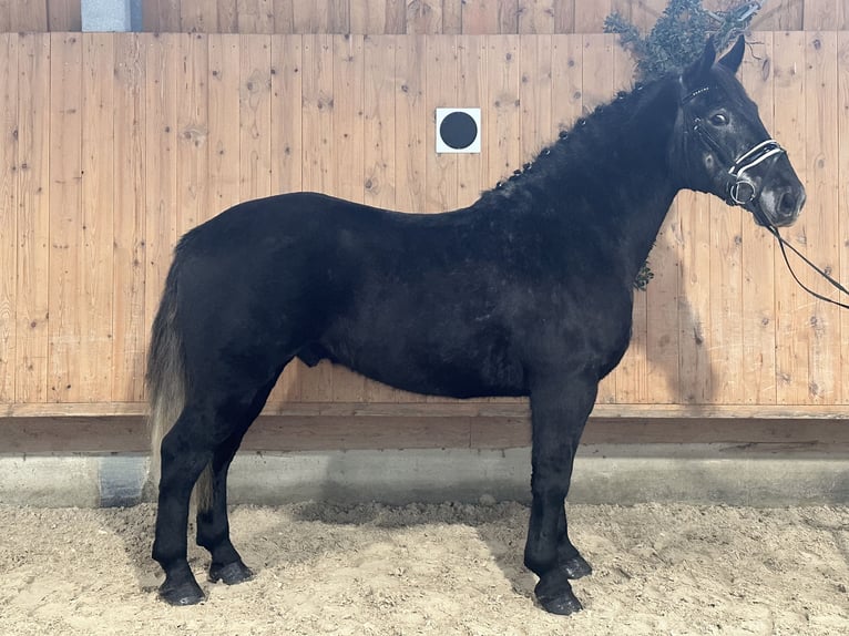 Warmblood pesado Caballo castrado 4 años 164 cm Tordillo negro in Riedlingen