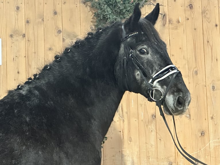 Warmblood pesado Caballo castrado 4 años 164 cm Tordillo negro in Riedlingen