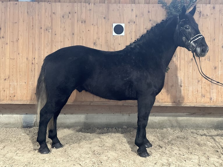 Warmblood pesado Caballo castrado 4 años 164 cm Tordillo negro in Riedlingen