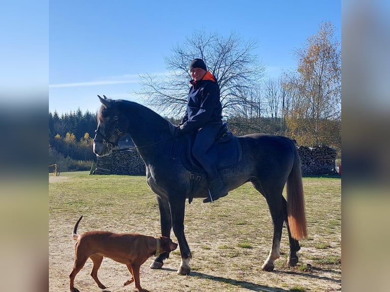 Warmblood pesado Caballo castrado 4 años 165 cm in Ottenschlag