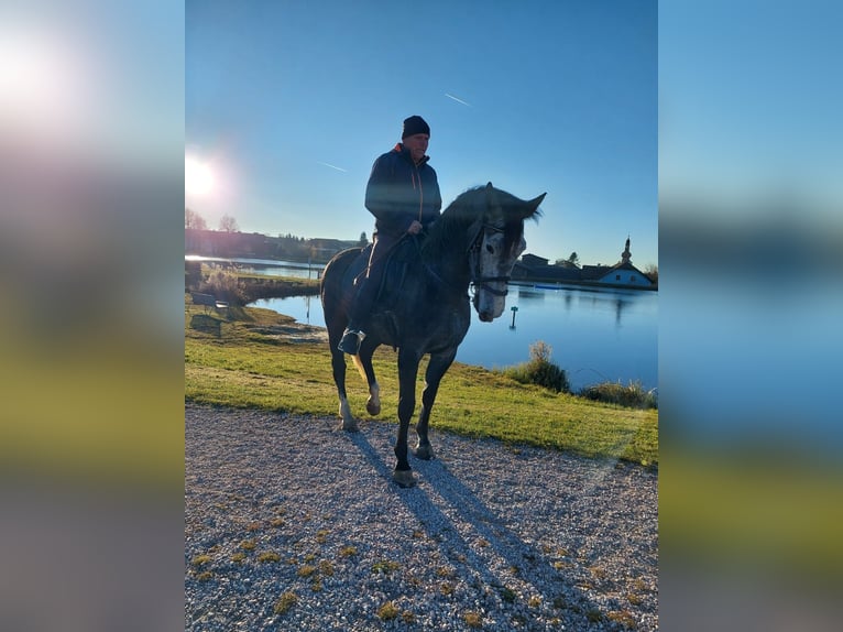 Warmblood pesado Caballo castrado 4 años 165 cm in Ottenschlag